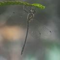 Austrophya mystica male-4.jpg